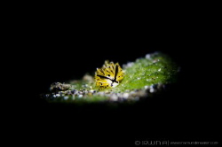 B L A C K & Y E L L O W
 Nudibranch (Costasiella sp.4) 
... by Irwin Ang 
